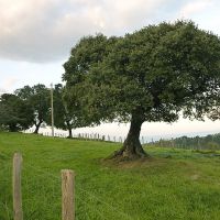 Gyökér 2.