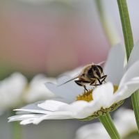 Permetezési alapok 1. (lemosó permetezés)