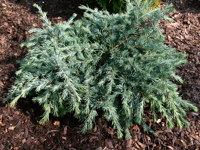 Himalájai cedrus