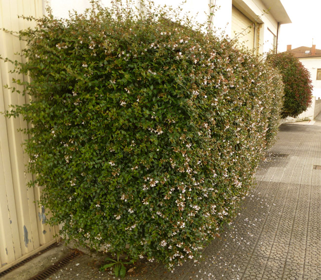 Nagyvirágú (abelia) tárnicslonc